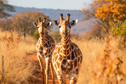 Majestic giraffes in africa s wild, embodying diverse wildlife and vast landscapes photo