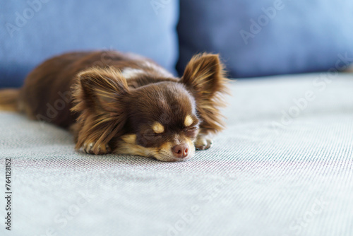 ソファーの上で眠るチワワ photo