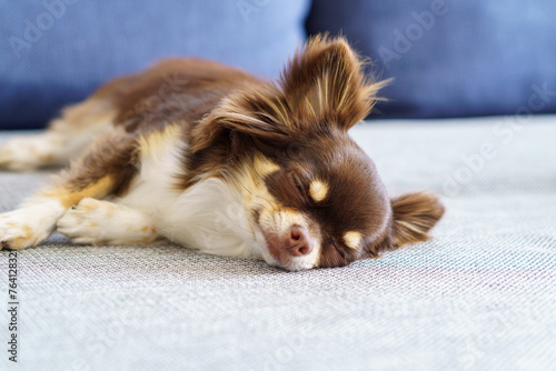 Foto ソファーの上で眠るチワワ