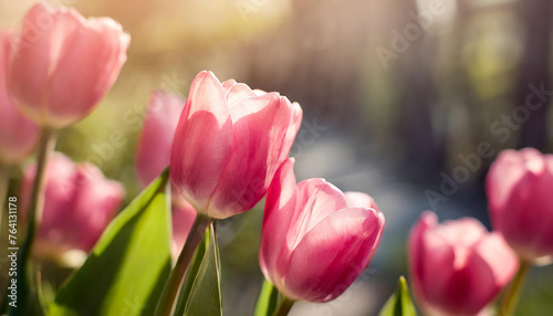 Elegant pink tulips. Cute flowers. Spring season. Beautiful floral banner with blurred background