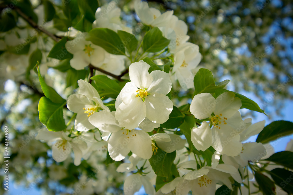Fototapeta premium Flowers of a blooming apple tree in the shade of a tree crown