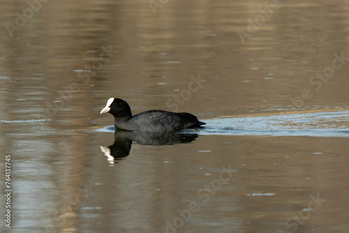 Foulque macroule, .Fulica atra, Eurasian Coot photo