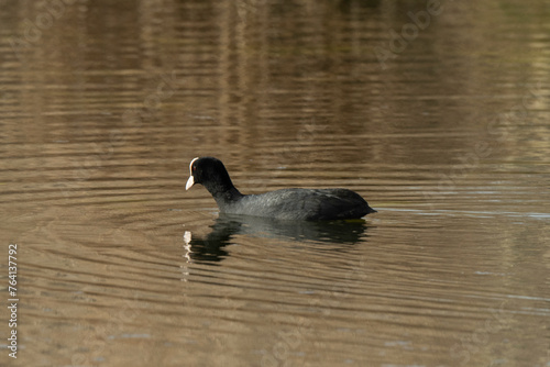 Foulque macroule, .Fulica atra, Eurasian Coot