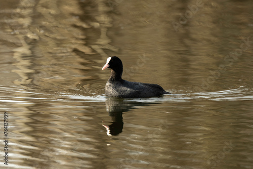 Foulque macroule, .Fulica atra, Eurasian Coot photo