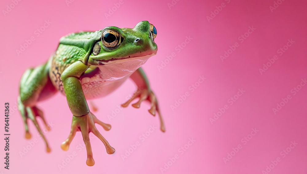 Fototapeta premium Small green frog leaping over a pink background Minimalistic background. 