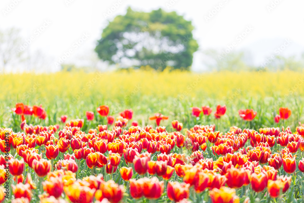 a view of a tulip-flowered garden a view of a tulip-flowered garden