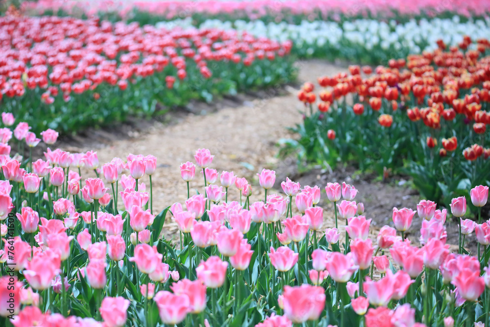 a view of a tulip-flowered garden
