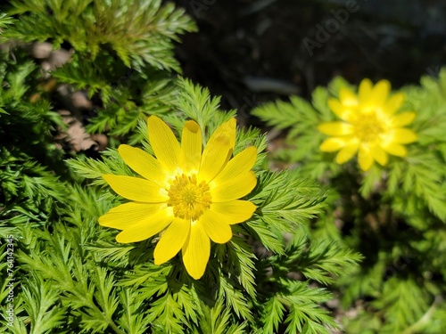 Obraz na płótnie Yellow amur adonis blooming in spring