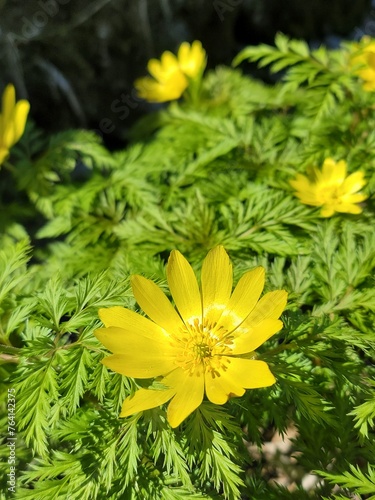 Obraz na płótnie Yellow amur adonis blooming in spring