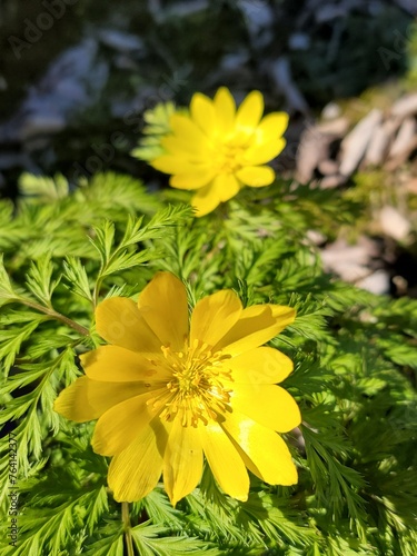 Obraz na płótnie Yellow amur adonis blooming in spring