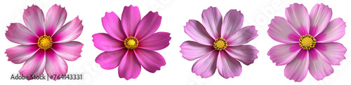 Pink Cosmos  Flowers With Transparent Background