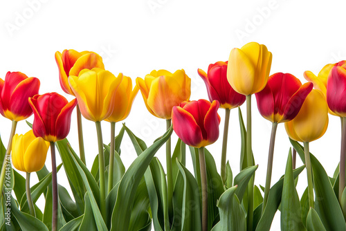 Red and yellow tulips isolated on transparan background