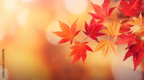 Autumn forest leaves