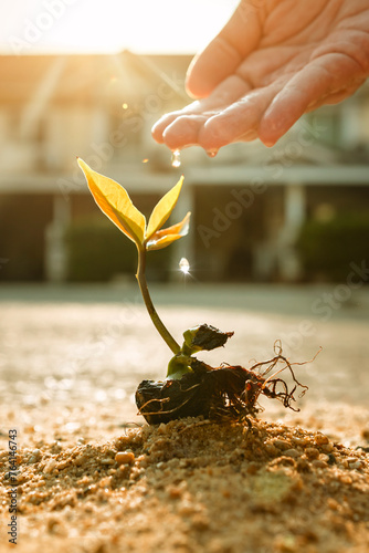 Volunteers drip water to seedlings in sweltering city Planting and caring for young seedlings growing on arid soil for a greener future. Sustainable concepts and climate change