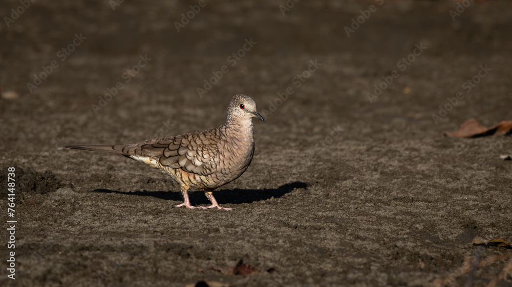 Obraz premium An Inca Dove standing on the beach at sunset in Costa Rica.