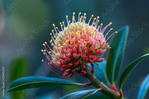 A detailed view of a Hakea flower blooming on a tree, showcasing its intricate petals, vibrant colors, and natural growth in its environment. photo