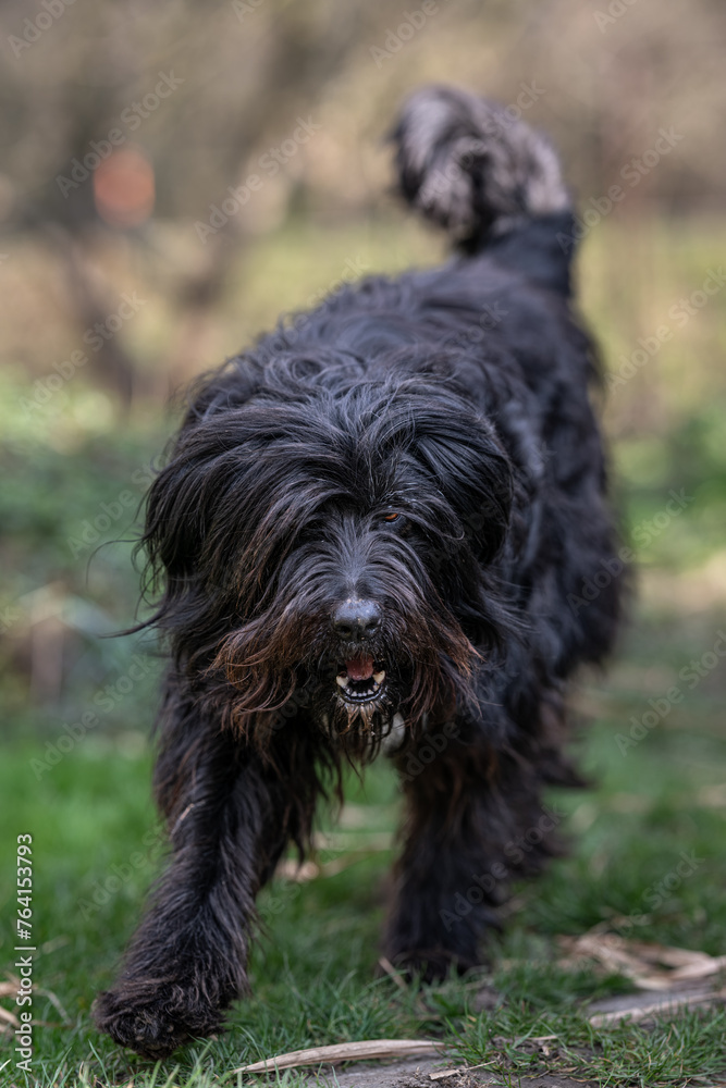 Black long haired bitch running.