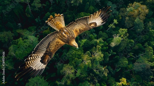A Madagascar Harrier Hawk, a large bird, flies gracefully over a dense and vibrant green forest, showcasing its impressive wingspan and majestic presence in its natural habitat.