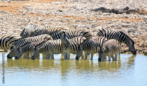 panorama of a Herd of Zebra drinking - with one in the middle keeping watch with head up looking alert. Etosha National Park  Namibia
