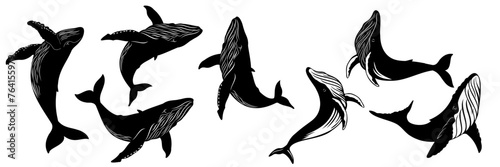 whale vector