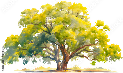 Watercolor mature green tree  beautifully large on a PNG transparent background. Yellow-leaved Oak Tree in isolated vector Illustration.
