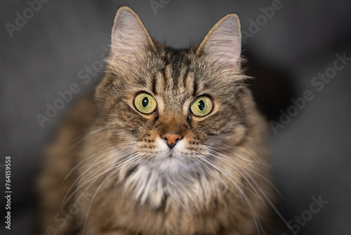 A long-haired cat in close-up on the eyes, observes.