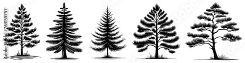 coniferous trees in natural woodland setting vector illustration silhouette for laser cutting cnc, engraving, decorative clipart, black shape outline
