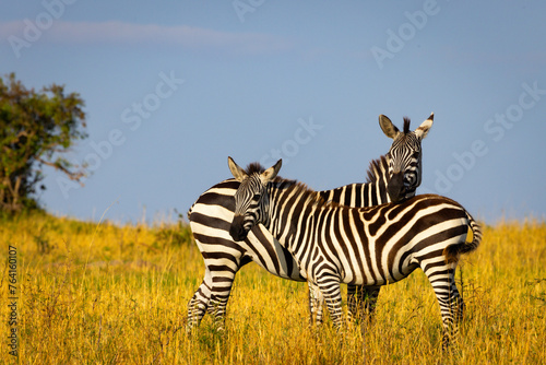Zebras in the Serengeti 
