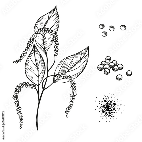 Pepper spice engraved isolated vector illustration. Set with peppercorns condiment and pepper plant vintage graphic, ink sketch. Food ingredient, cooking. Design element for logo, label, paper, card