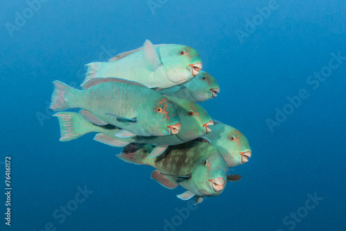 Parrot fish, French Polynesia