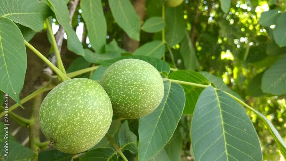green ripening walnuts in the rays of the sun on a tree branch. tasty and healthy fruits in a green dense peel. ripening nuts in the rays of the warm southern sun green ripening walnuts in the rays of the sun on a tree branch. tasty and healthy fruits in a green dense peel. ripening nuts in the rays of the warm southern sun