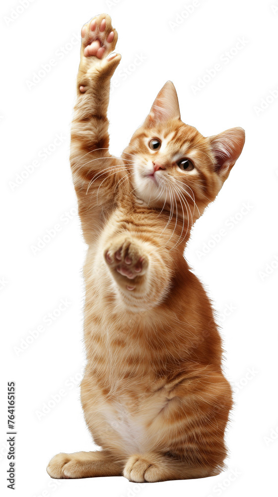 Obraz premium Playful Cat Giving High Five, Isolation on Transparency 