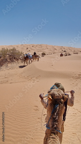 Bedouin leading a dromedary camel  Camelus dromedarius  on a camel trek in the Sahara Desert  outside of Douz  Tunisia