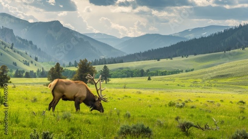 An American elk is peacefully grazing in a field, with majestic mountains towering in the background. The elk is surrounded by lush grass as it feeds under the open sky.