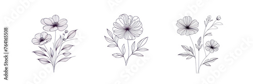 Set of Minimalist line art flower, illustration, isolated over on transparent white background