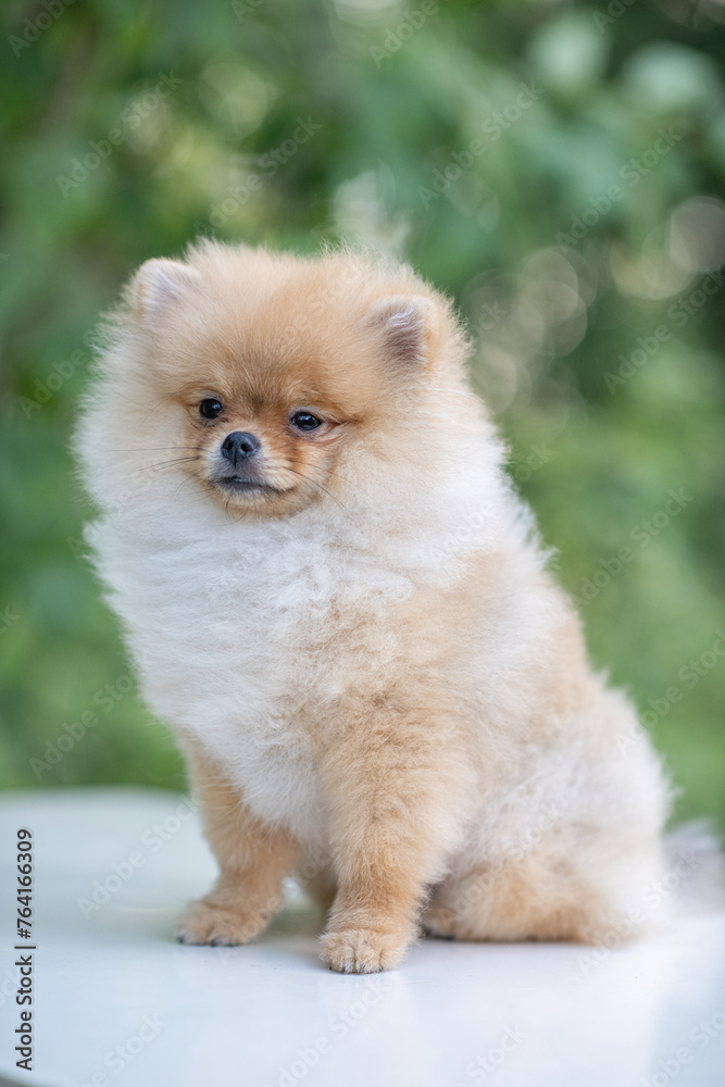 Portrait of a beautiful purebred spitz in a summer park. Portrait of a beautiful purebred spitz in a summer park.