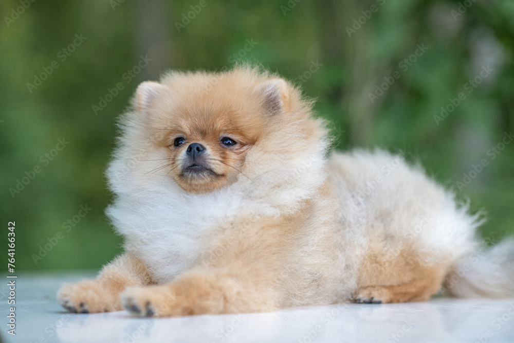 Portrait of a beautiful purebred spitz in a summer park. Portrait of a beautiful purebred spitz in a summer park.