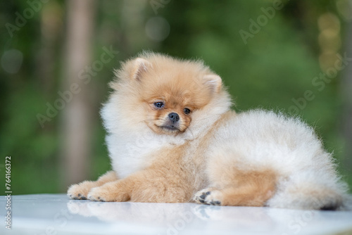 Portrait of a beautiful purebred spitz in a summer park.