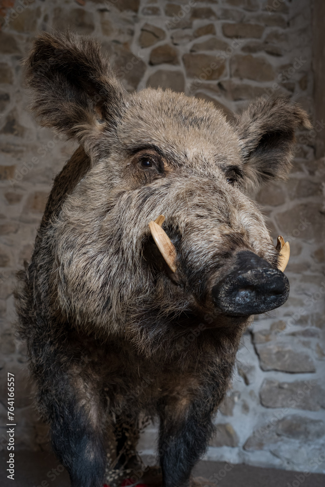 Stuffed wild boar in portrait detail. Stuffed wild boar in portrait detail.