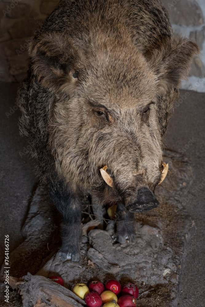 Naklejka premium Stuffed wild boar with apples.