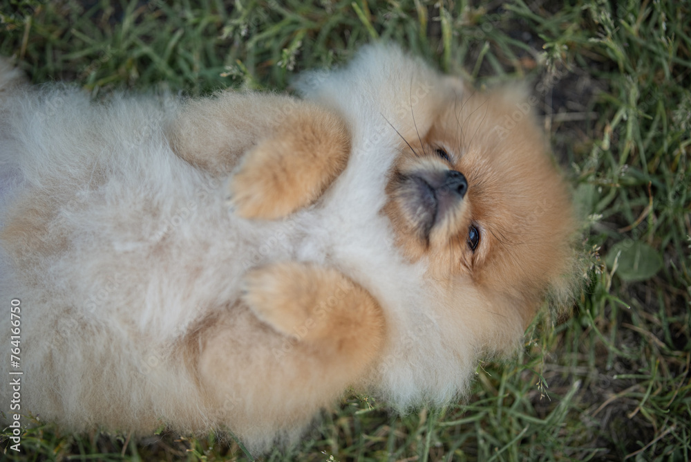 Portrait of a beautiful purebred spitz in a summer park. Portrait of a beautiful purebred spitz in a summer park.