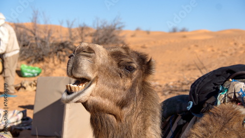 Close up of a dromedary camel (Camelus dromedarius) making a funny face in the Sahara Desert, outside of Douz, Tunisia photo