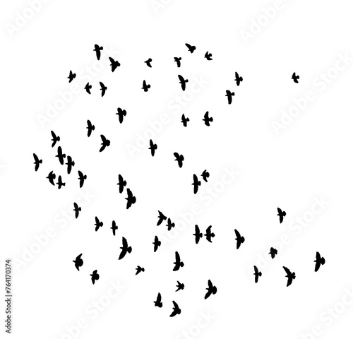 bird - flock of birds silhouette isolated on white clear background 