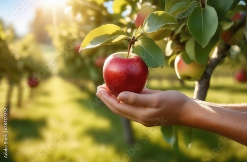 a hand plucks an apple from a branch, an apple plantation to the horizon, an orchard of apples, red ripe apples hanging on a branch of an apple tree, a sunny day