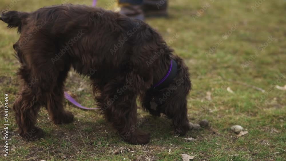 A young dark brown English Cocker Spaniel sniffs the poop of other dogs on the lawn near a house on the street. A English Cocker Spaniel on a leash sniffs the poop of other dogs on the lawn. Happy pup A young dark brown English Cocker Spaniel sniffs the poop of other dogs on the lawn near a house on the street. A English Cocker Spaniel on a leash sniffs the poop of other dogs on the lawn. Happy pup