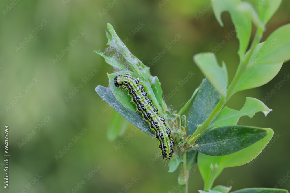 Moth larva, caterpillar plant pest on damaged plant. Moth larva, caterpillar plant pest on damaged plant.