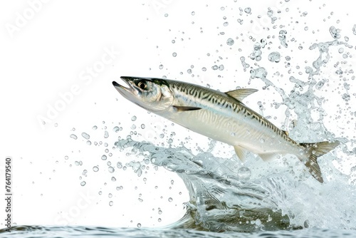 Mackerel fish jumping out of water isolated on white background