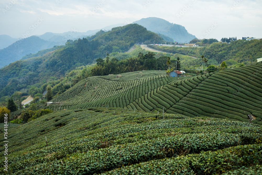 Green lush tea field in countryside