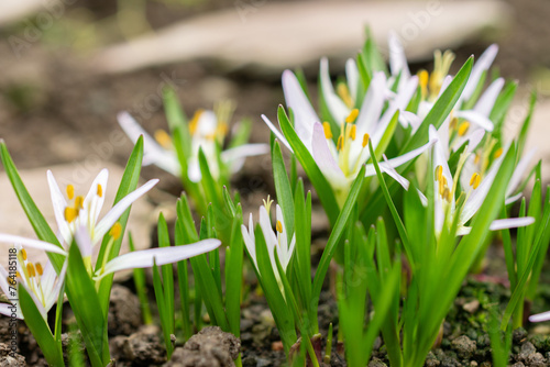 Merendera Sobolifera flower in Saint Gallen in Switzerland photo