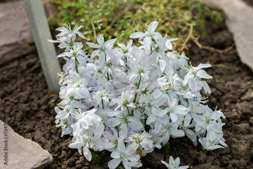 White squill or Scilla Mischtschenkoana flowers in Saint Gallen in Switzerland photo